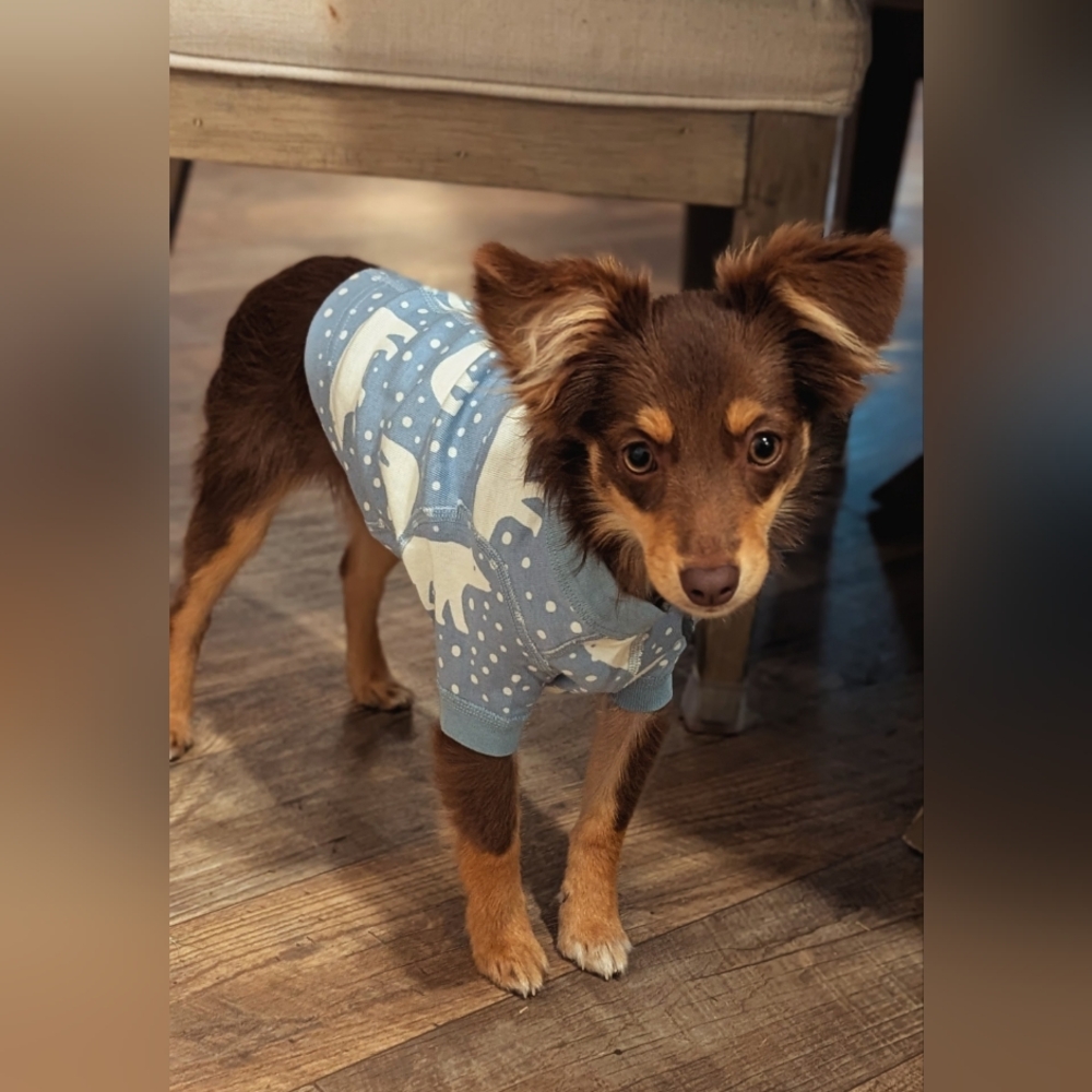 Hannah Anderson Dog PJs size XS